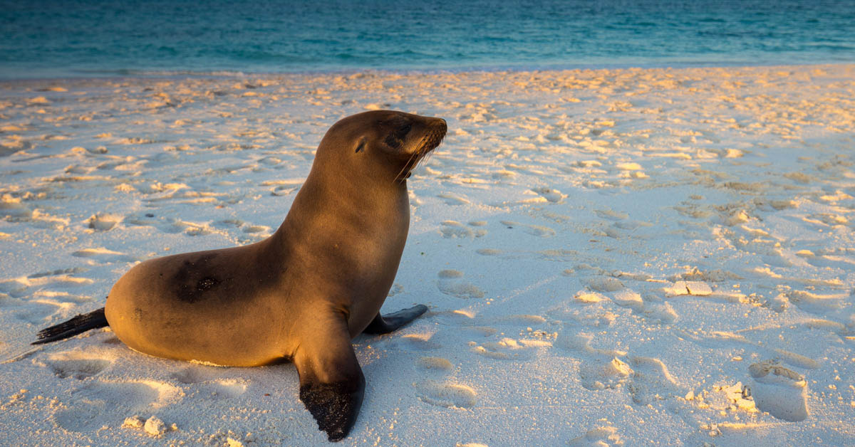 Galapagos