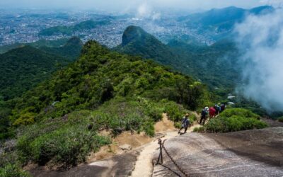 Une action pour protéger la plus grande forêt urbaine du monde