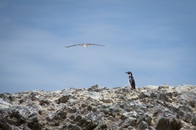 Meeting between a gull and a Humboldt penguin, Ballestas Islands, Paracas (Crédit: Sébastien Walkowiak)