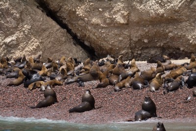 Sea lions, Ballestas Islands, Paracas (Crédit: Sébastien Walkowiak)