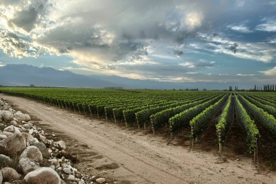 Photo :  Zuccardi Valle de Uco