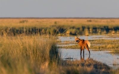 Ansenuza, the new Argentinean national park to discover