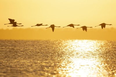 Vol de Flamants roses ( Crédit : Cordoba Turismo)