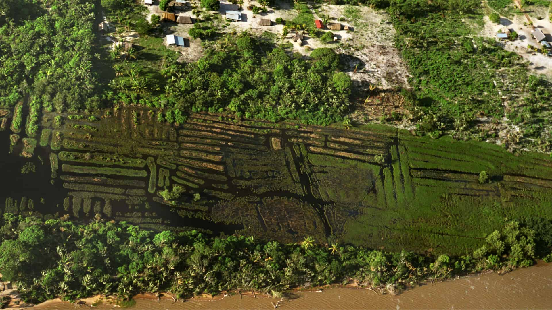 Structure en damier des cultures – Piliwa, Guyane francaise (Crédit : Stéphane Rostain)