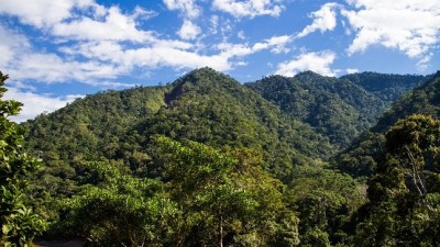 Parc national de la Cordillera Azul (Crédit : PROMPERÚ)