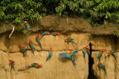 Parc national del Manu (Crédit : PROMPERÚ)