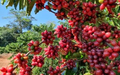 Meeting the flavours and aromas of coffee in Brazil