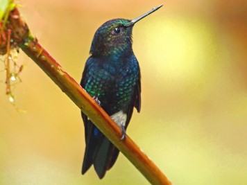 Black-breasted puffleg (Eriocnemis nigrivestis) - Credit: Dario Hipo  