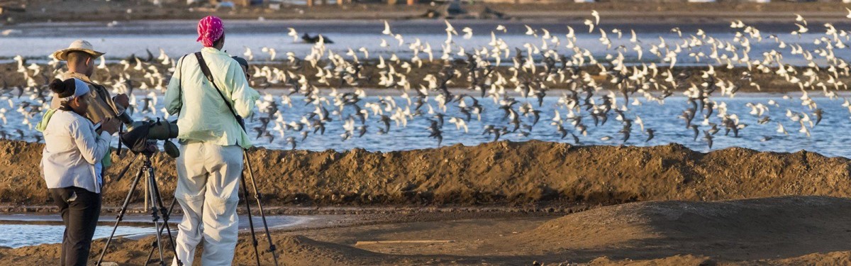 Crédit : Sociedad Audubon de Panamá