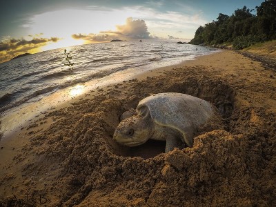 La tortue olivâtre, heureusement protégée (Crédit : A. Broux)