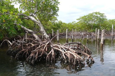 Les mangroves de Bocas del Toro, à la pointe sud d’Isla Colón (Crédit : R.Willaert)