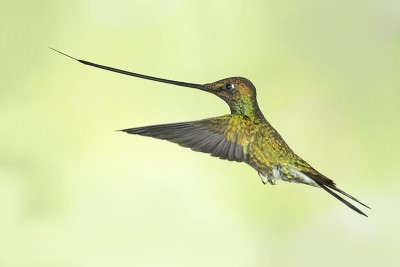 Colibri bec de sabre (Crédit : Dr Ferry)