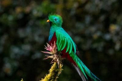 Quetzal (Crédit : Visit Panama) 