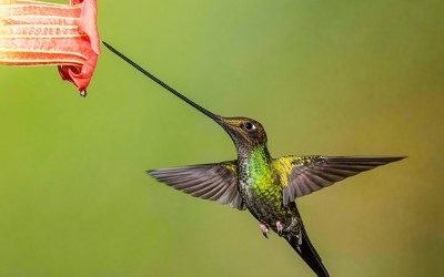 Un colibri essentiel pour notre planète