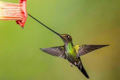 Un colibri essentiel pour notre planète