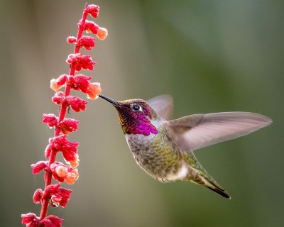 Colibri de Anna (Crédit : Becky Matsubara)