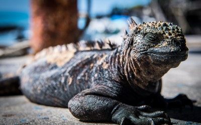 Tourism in the Galapagos: preserving the fragile balance