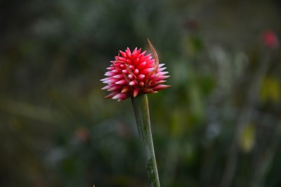 Flor d'Inírida (Crédit : Julio Duarte)