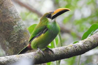 Toucan Emeraude (Crédit : Alan Monroy Ojeda)